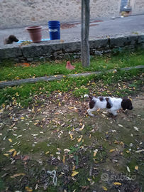 Cucciola di Lagotto romagnolo