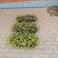 Vasi di piante grasse 10 unità