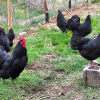 Australorp pulcini gallinelle