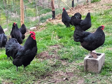 Australorp pulcini gallinelle