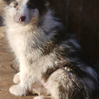 Border collie pedigree