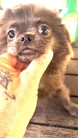 Chihuahua