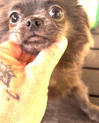 Chihuahua