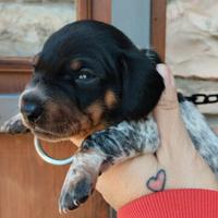 Cuccioli di bassotto tedesco