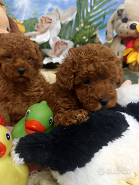 Due Maschietti Taglia Piccola Nano Barboncini