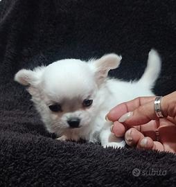 Chihuahua