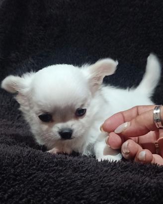 Chihuahua