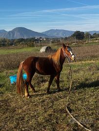 Super pony di 3 anni stupenda