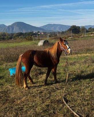 Super pony di 3 anni stupenda