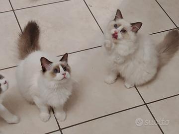 Ragdoll cuccioli