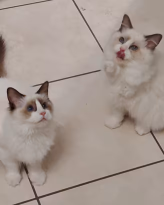 Ragdoll cuccioli