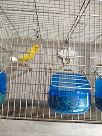 Canarino giallo intenso