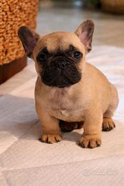 Bouledogue francese ( bulldog)