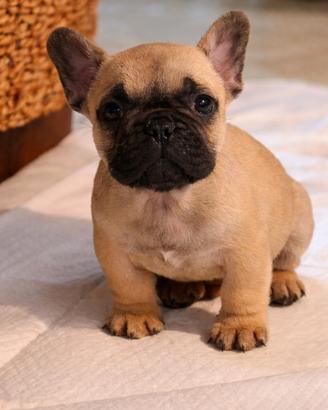 Bouledogue francese ( bulldog)