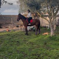 Cavallo trottatore