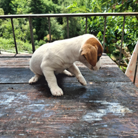 Jack russel