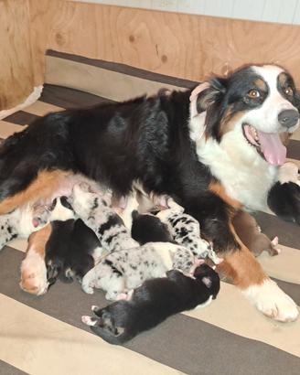 Australian shepherd