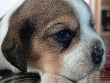 cuccioli Beagle 