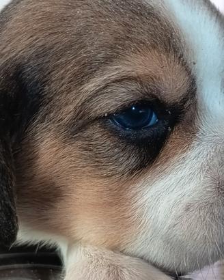 cuccioli Beagle 