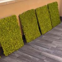 Pannelli di lichene stabilizzato