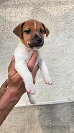 Cuccioli Jack Russel