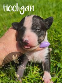 Bull Terrier Miniatura cuccioli