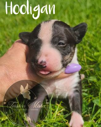 Bull Terrier Miniatura cuccioli