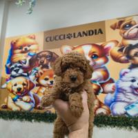 Barboncino mini toy red 3F 2M anche a rate