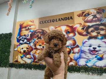 Barboncino mini toy red 3F 2M anche a rate