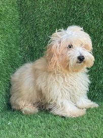 Maltipoo