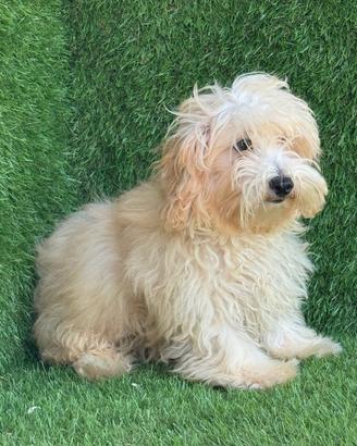 Maltipoo