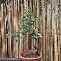 Leccio pre-bonsai