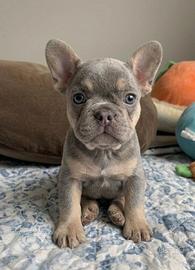 BULLDOG FRANCESE CUCCIOLI - FRENCH BOULEDOGUE blu