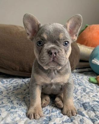 BULLDOG FRANCESE CUCCIOLI - FRENCH BOULEDOGUE blu