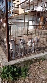 Cuccioli di Setter Inglese