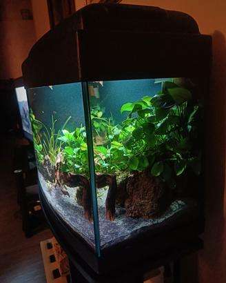 piante acquario 