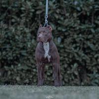 American pitbull terrier