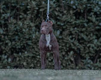 American pitbull terrier