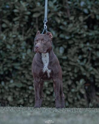 American pitbull terrier