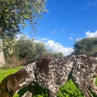 Bracco tedesco Kurzhaar X MONTA