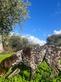 Bracco tedesco Kurzhaar X MONTA