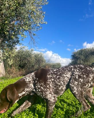 Bracco tedesco Kurzhaar X MONTA
