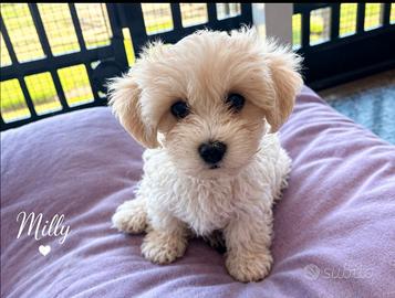 Maltipoo femmine
