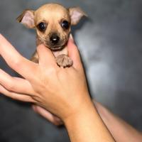 Pinscher mini toy