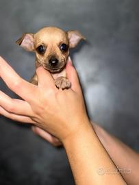 Pinscher mini toy