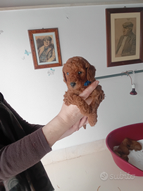 Cucciolo di barboncino nano red