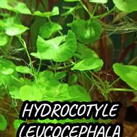 Hydrocotyle leucocephala pianta acquario