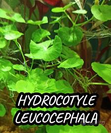 Hydrocotyle leucocephala pianta acquario