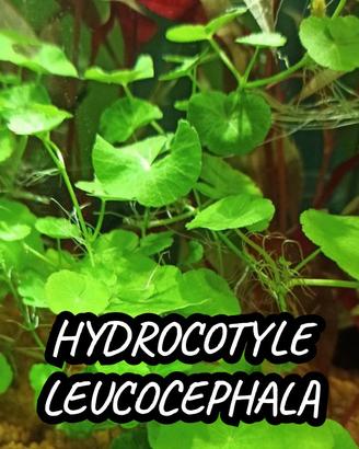 Hydrocotyle leucocephala pianta acquario