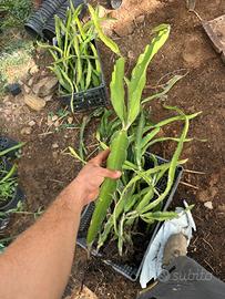 Piante dragon fruit